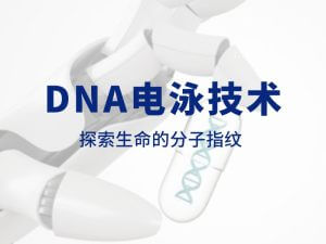 技術分享丨DNA電泳技術：探索生命的分子指紋