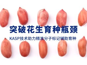 技術分享丨突破花生育種瓶頸，KASP技術助力精準分子標記輔助育種